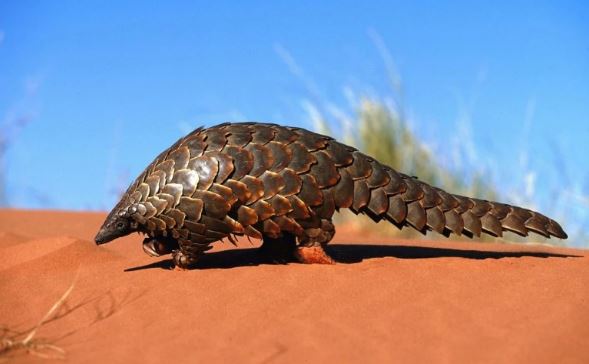 Loại động vật quý hiếm bậc nhất Việt Nam được liệt vào sách đỏ quốc tế: Vảy bị săn lùng ráo riết