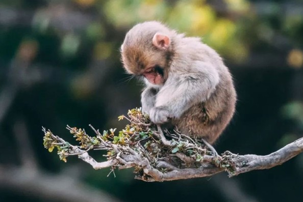 3 con giáp đón vận may nhất vào thứ Tư, ngày 8 tháng 1: Ai sẽ chạm đến đỉnh cao thịnh vượng?