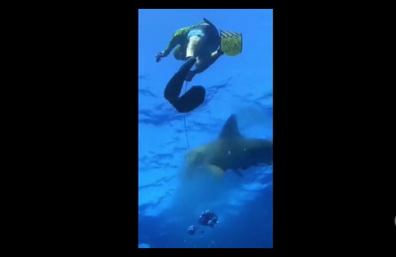 CLIP: Khoảnh khắc kinh hoàng, nhóm thợ lặn bị cá mập cướp mồi ngoài biển