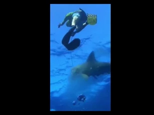 CLIP: Khoảnh khắc kinh hoàng, nhóm thợ lặn bị cá mập cướp mồi ngoài biển