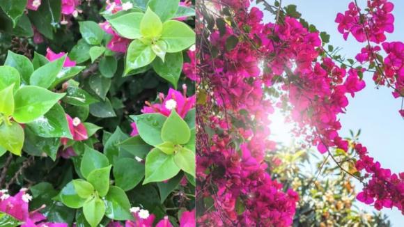 Hoa giấy 'đực' và hoa giấy 'cái' khác nhau như thế nào? Trồng hoa giấy mà không biết điều này bảo sao chỉ tốt lá