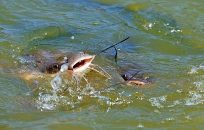 Mổ bụng cá trê bắt từ dưới ao phát hiện thứ kinh hoàng, ai nhìn cũng ám ảnh