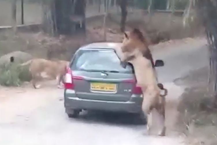 CLIP: Sư tử đực nổi điên, lao tới cắn xé xe ô tô khiến du khách hoảng hồn