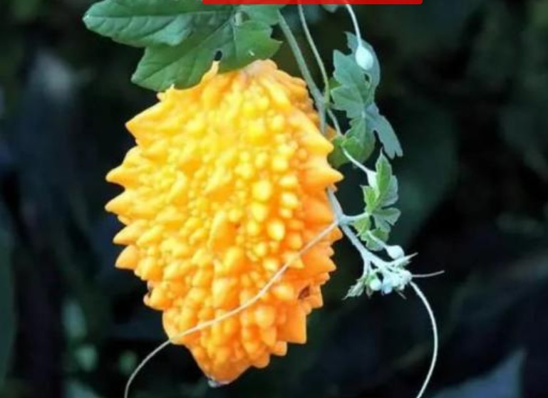 Có 1 loại “khổ qua ngọt”, quả chín ăn trực tiếp như trái cây, giá 130.000đ/kg, dân hái không đủ bán - là loại khổ qua gì vậy?