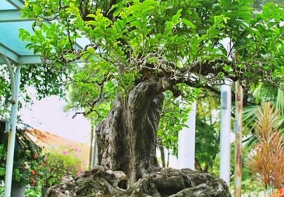 Choáng ngợp trước những bonsai trái cây ‘độc nhất vô nhị’: Thơm ngát vườn nhà, giá trị trên trời, nghe thôi cũng không dám mua