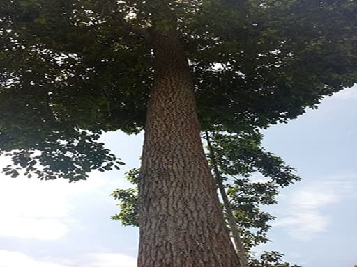 Việt Nam có một loại gỗ 'đắt hơn vàng', chỉ còn 8 cây ngoài tự nhiên