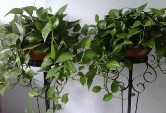 Bí quyết để cây trầu bà mọc lá xanh mướt: Cho cây uống 2 loại “nước” rẻ tiền mà nhà nào cũng có sẵn