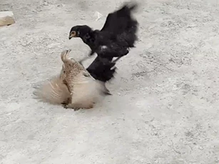 CLIP: Cuộc kịch chiến giữa gà trống choai và chim cút, cái kết đầy bất ngờ