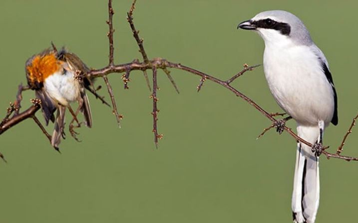 CLIP: Khám phá loài chim thích ‘xiên thịt’ trước khi ăn