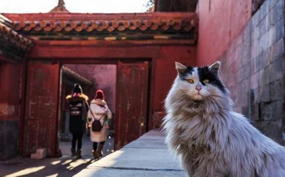 T&#x1EED; C&#x1EA5;m Th&#xE0;nh c&#xF3; m&#x1ED9;t &#x111;&#x1ED9;i qu&#xE2;n h&#x1A1;n 200 &#x27;ng&#x1EF1; mi&#xEA;u&#x27; gi&#x1EEF; nhi&#x1EC7;m v&#x1EE5; &#x111;&#x1EB7;c bi&#x1EC7;t, r&#x1EA5;t &#xED;t ng&#x1B0;&#x1EDD;i bi&#x1EBF;t