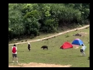 CLIP: Cuộc chạm trán hài hước và kinh hoàng, lợn rừng đuổi theo du khách để "cướp đồ"