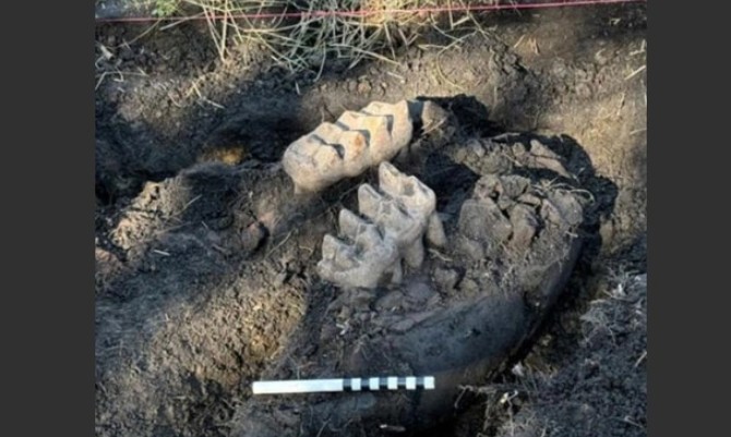 New York: Quái thú hơn 11.000 tuổi tự trồi lên giữa sân nhà