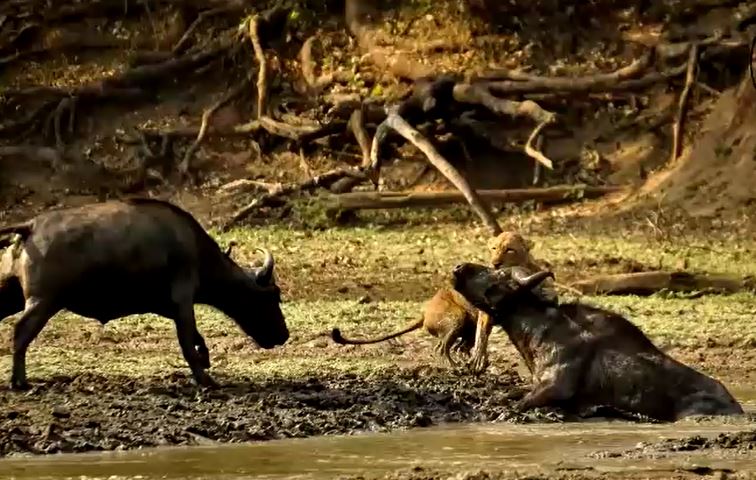 CLIP: Trâu rừng dũng cảm húc tung sư tử để giải cứu đồng loại và cái kết ít ai đoán được