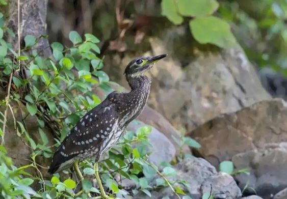 Loài chim bí ẩn nhất thế giới, quý hiếm hơn cả gấu trúc