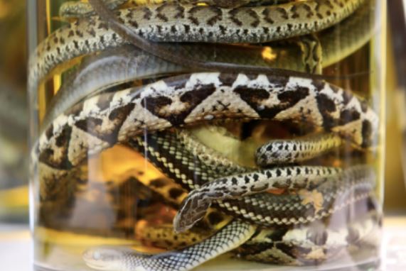 Bí mật ít ai biết về rượu rắn, uống vào có thật sư tốt như lời đồn không?