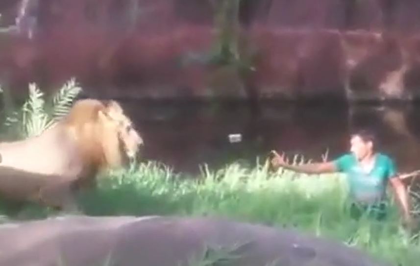 CLIP: Người đàn ông say rượu vào vườn thú 'cãi nhau' với sư tử rồi đón nhận cái kết không ai dám tin là sự thật