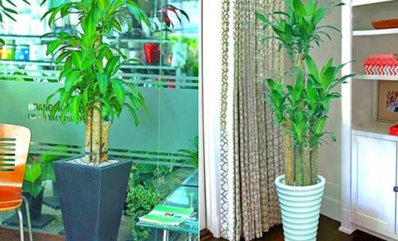 Thiết mộc lan chiêu tài chiêu lộc, may mắn ập đến, đặc biệt hợp với người thuộc 2 mệnh này!