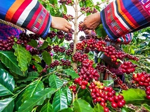 Giá nông sản ngày 10/1/2025: Cà phê và hồ tiêu giảm sâu bất ngờ