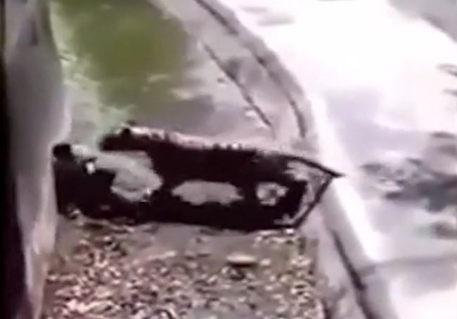 CLIP: Nửa đêm nhảy vào vườn thú trêu hổ, nam thanh niên nhận cái kết ai cũng đoán được