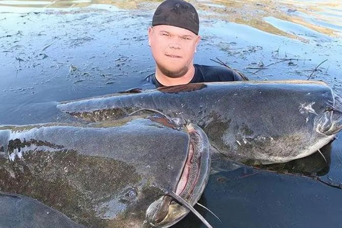 Loài cá trê khổng lồ châu Âu dám ăn bất cứ thứ gì, to như lợn và săn được chim bồ câu?