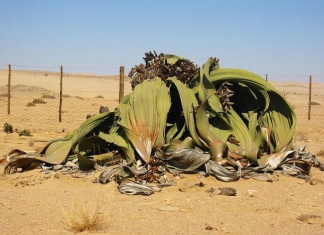 Loài cây duy nhất trên thế giới chỉ có 2 chiếc lá: Tuổi thọ nghìn năm, là loài cây biểu tượng của 1 quốc gia