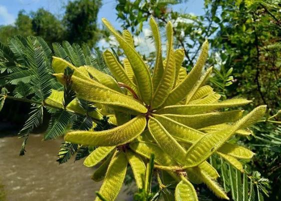 Bí ẩn loài cây kịch độc có trong Sách Đỏ thế giới, ở Việt Nam mọc nhan nhản mà không ai biết