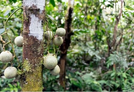 Cây nguy hiểm nhất thế giới không thể chạm vào, chặt hay đốt: Các chuyên gia gãi đầu khi nhìn thấy nó!