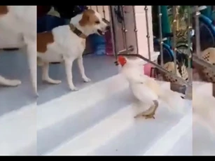 CLIP: Cuộc đối đầu kịch tính giữa gà trống và chó đực, "nhỏ mà có võ"