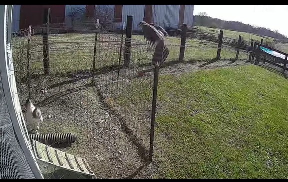 CLIP: Gà trống dũng cảm tung cước giải cứu gà mái khỏi diều hâu