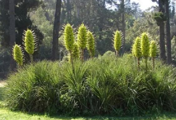 Lo&#xE0;i c&#xE2;y &#x2018;&#x103;n th&#x1ECB;t c&#x1EEB;u&#x2019; t&#x1EF1; b&#x1ED1;c ch&#xE1;y khi nhi&#x1EC7;t &#x111;&#x1ED9; l&#xEA;n t&#x1EDB;i 40 &#x111;&#x1ED9;, &#x111;&#xE0;n c&#x1EEB;u &#x111;&#x1EBF;n g&#x1EA7;n &#x111;&#x1ED3;ng ngh&#x129;a v&#x1EDB;i c&#xE1;i ch&#x1EBF;t!