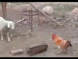 CLIP: Cuộc chạm trán bất ngờ giữa cừu trắng và gà trống, bài học đắt giá cho kẻ bắt nạt