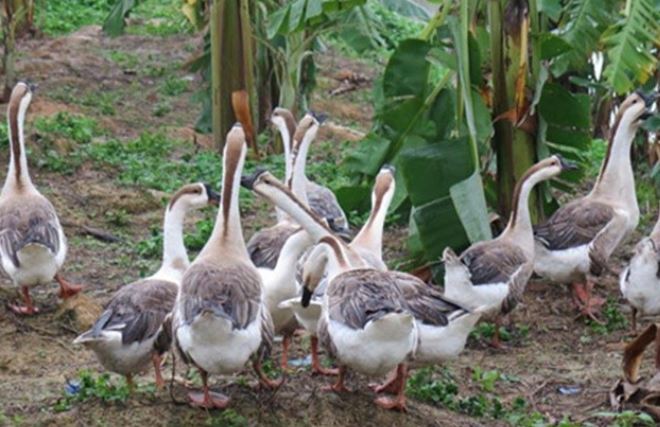 Loài động vật sở hữu ‘siêu năng lực’ có thể khiến rắn khiếp sợ: Ở Việt Nam có khá nhiều