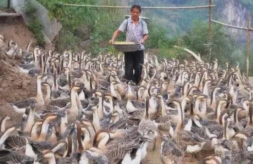 Con ngỗng đẻ một quả trứng mất bao nhiêu ngày? Tại sao ngỗng nuôi nhiều nhưng trứng ngỗng bán lại ít?