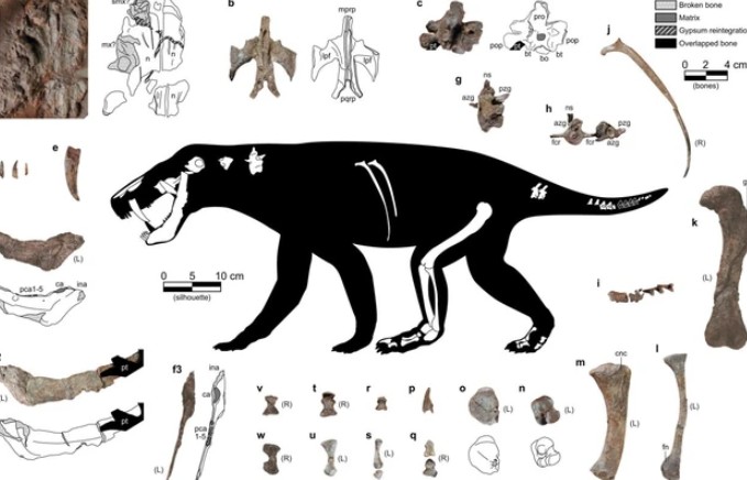 Lộ diện quái vật răng kiếm lâu đời hơn cả khủng long