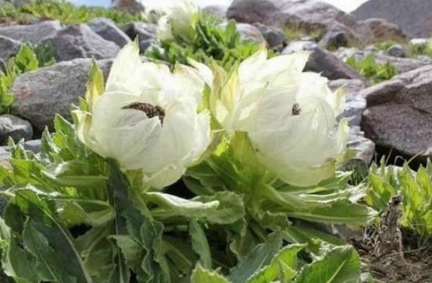 Lợi ích tuyệt vời từ loại cây dân dã ở thôn quê, giá đắt như vàng, đừng bỏ lỡ nếu gặp được