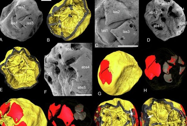 7 quả cầu lạ tiết lộ về sự sống Trái Đất nửa tỉ năm trước