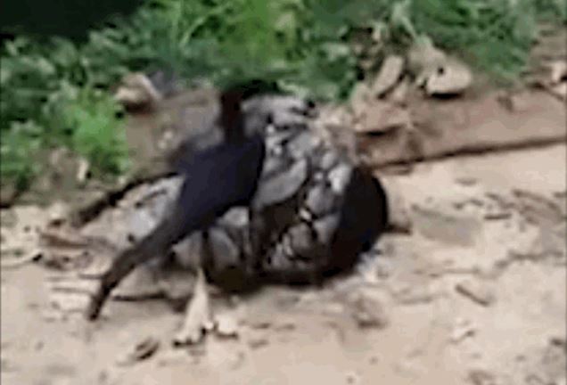 CLIP: Chó nhà bị trăn khủng siết chặt và màn giải cứu đầy gay cấn