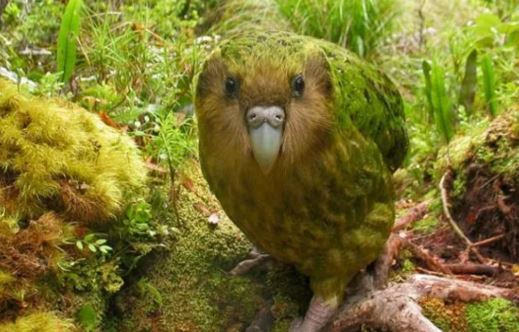 Loài chim ngu ngốc nhất thế giới có thể trèo cây nhưng không thể bay: Nhận nhầm chuột là bạn tình