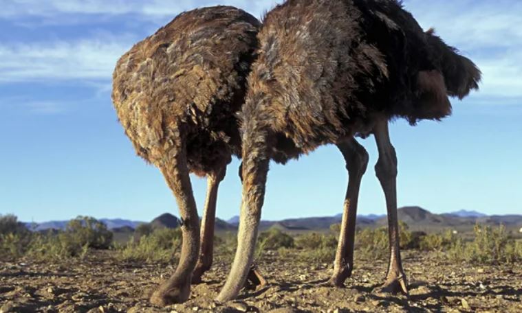 Đà điểu có thực sự 'chôn đầu vào cát' khi gặp nguy hiểm? Câu trả lời sẽ khiến nhiều người ngỡ ngàng