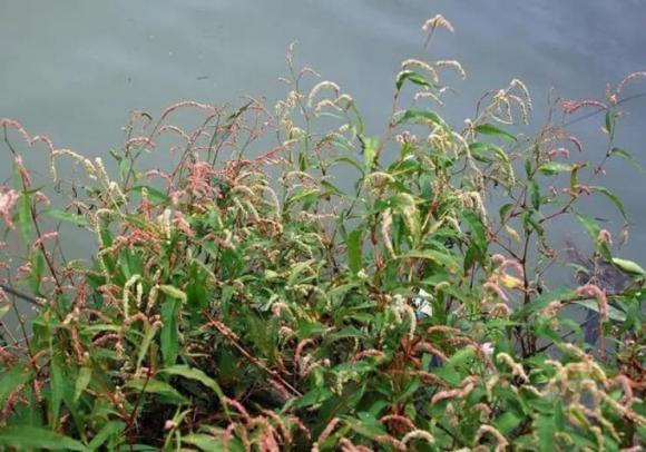 Loại cỏ lạ có vị cay hơn ớt, mọc dại, không cần chăm bón, từng bị người Việt ghét bỏ nay hái bán kiếm bộn tiền