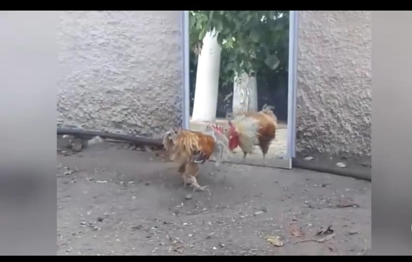 CLIP: Gà trống "kiệt sức" vì quyết đấu với hình bóng trong gương