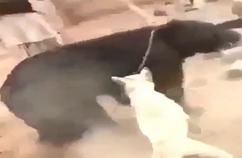 CLIP: 'Nín thở' xem màn tử chiến của chó ngao và gấu đen 'khổng lồ'