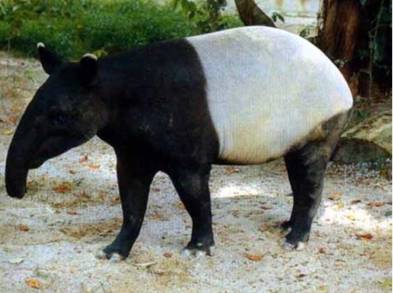 Phát hiện sinh vật bí ẩn trong lăng mộ hoàng đế nhà Hán: Cực quý hiếm, cả thế giới đang cùng bảo vệ