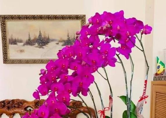 7 lo&#x1EA1;i hoa cu&#x1ED1;i n&#x103;m nh&#x1EA5;t &#x111;&#x1ECB;nh ph&#x1EA3;i mua &#x111;&#x1EC3; gi&#x1EA3;i tr&#x1EEB; v&#x1EAD;n &#x111;en, k&#xE9;o t&#xE0;i l&#x1ED9;c v&#xE0;o nh&#xE0;