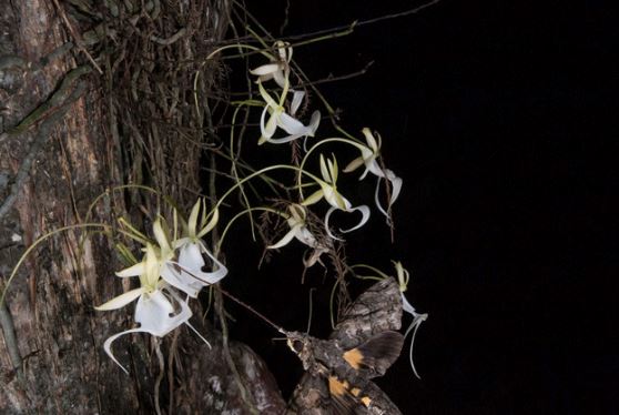 Loài hoa quý hiếm nhất thế giới giá 53 tỷ đồng: Không có lá, chỉ nở hoa ban đêm và rất khó trồng