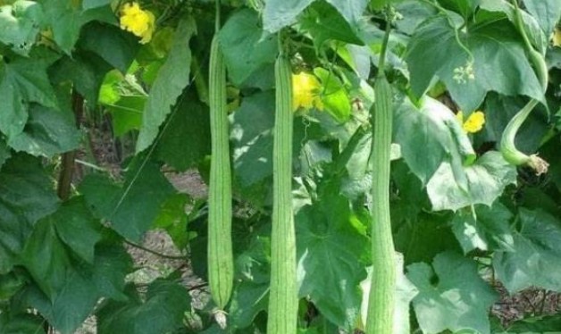 Đừng vứt lá mướp đi, nó được ví như 'nhân sâm của người nghèo' nếu biết những công dụng này