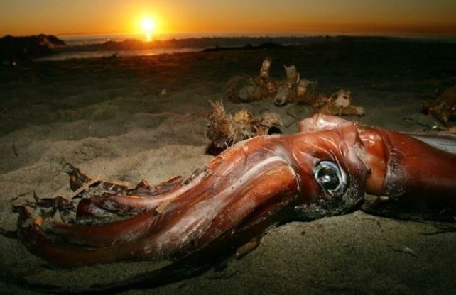 Ít ai biết về loài mực lớn nhất thế giới: Mắt to bằng một quả bóng, dài từ 12 đến 14 m, nặng 270kg