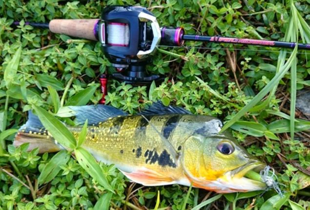 Loài quái ngư ngoại lai từng xuất hiện ở 2 hồ thủy điện của Việt Nam: 'Choáng' khi nghe tên gọi 