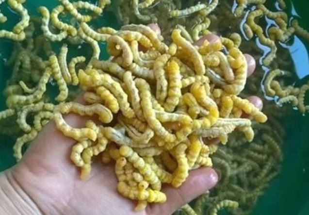 Loài sâu ở Việt Nam bổ gấp 3 lần đông trùng hạ thảo, được ví là 'thần dược phòng the', cực kỳ đắt đỏ