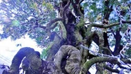 Cặp khế dáng 'quân tử' 300 tuổi: Hàng hiếm, từng được bán với giá 15 tỷ, nhìn thôi chứ không dám mua